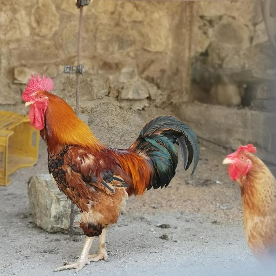 Fattoria Tolomei カンパニャーティコ エクステリア 写真