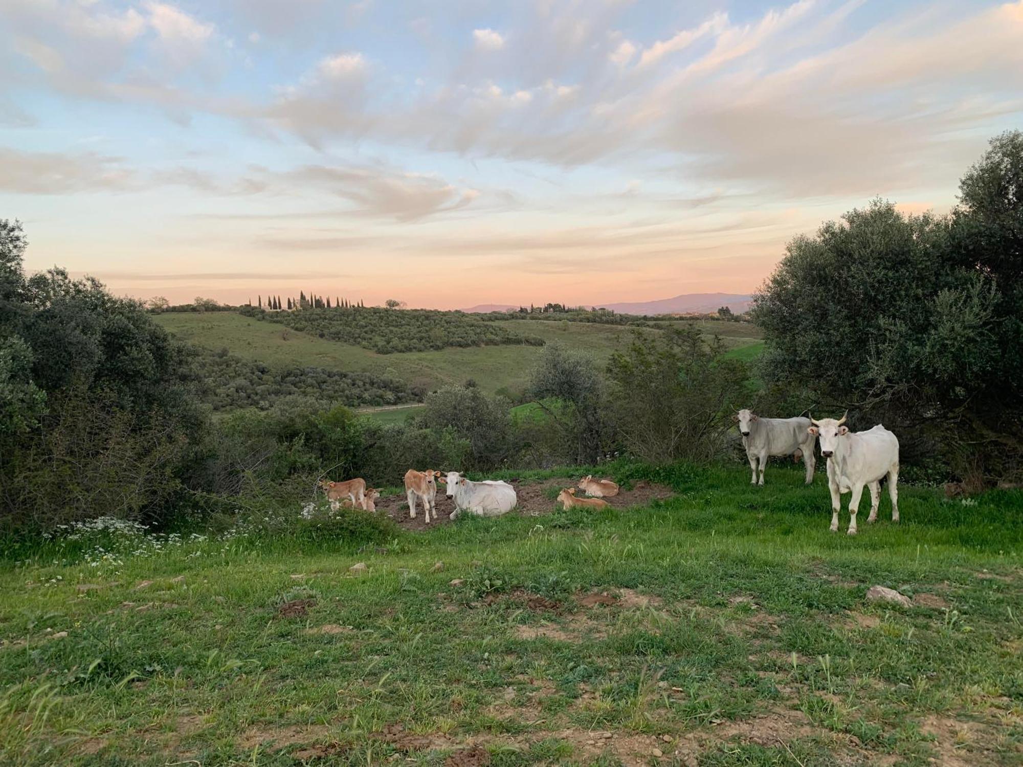 Fattoria Tolomei カンパニャーティコ エクステリア 写真